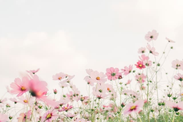 Floral Delight